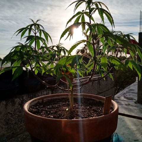 MK 1 growlog timeline photo