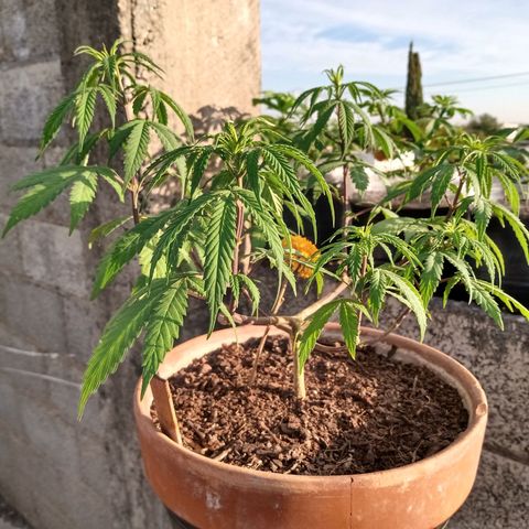 MK 1 growlog timeline photo