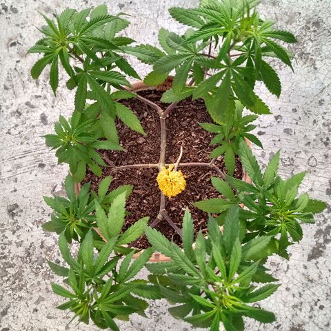 MK 1 growlog timeline photo