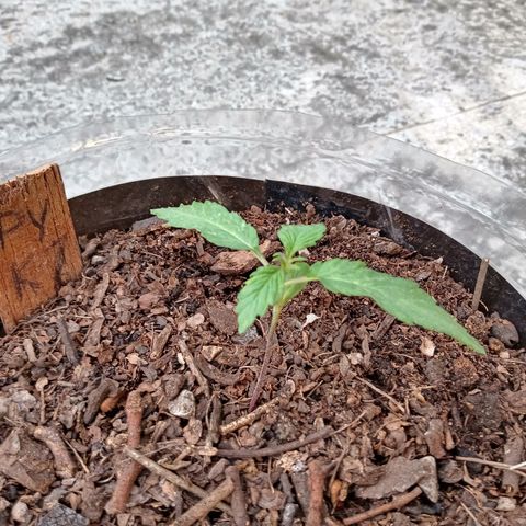 PYK  growlog timeline photo
