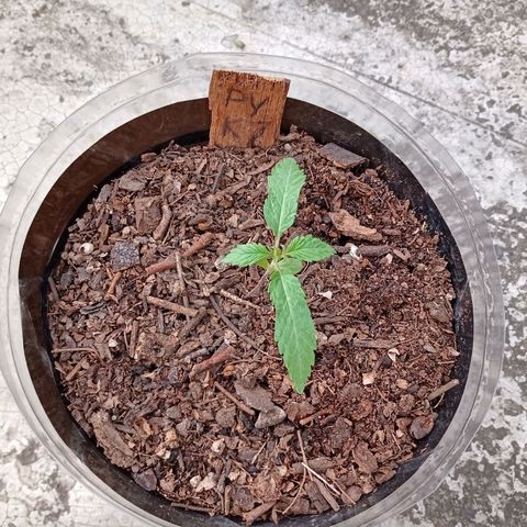 PYK  growlog timeline photo