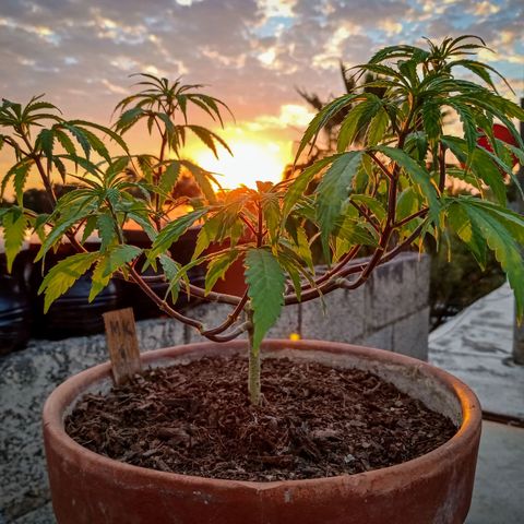 MK 1 growlog timeline photo