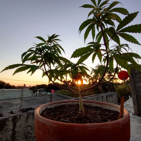 MK 1 growlog timeline photo