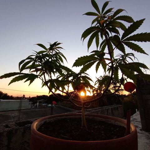 MK 1 growlog timeline photo