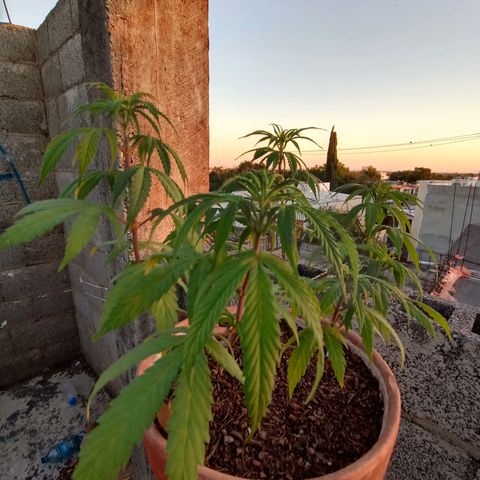 MK 1 growlog timeline photo