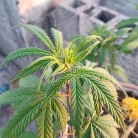 MK 1 growlog timeline photo