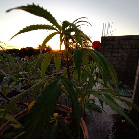 MK 1 growlog timeline photo