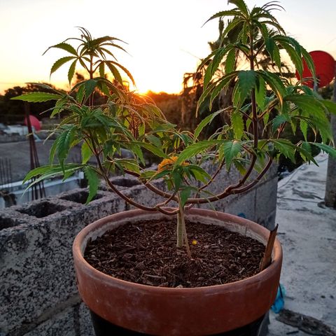 MK 1 growlog timeline photo