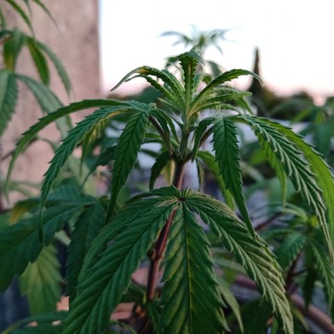 MK 1 growlog timeline photo
