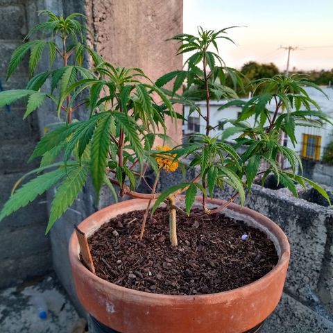 MK 1 growlog timeline photo