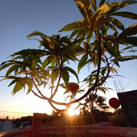 MK 1 growlog timeline photo