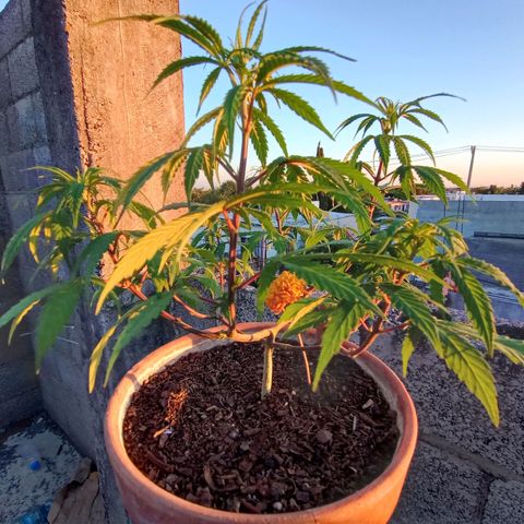 MK 1 growlog timeline photo