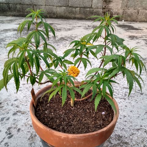 MK 1 growlog timeline photo