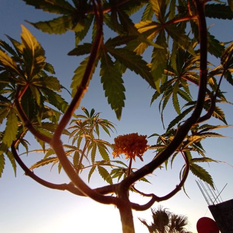 MK 1 growlog timeline photo