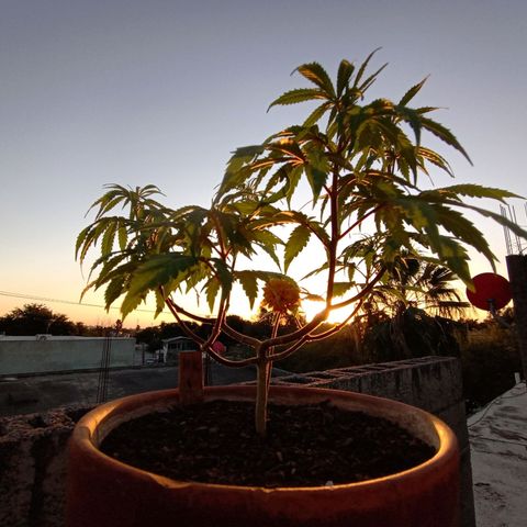 MK 1 growlog timeline photo