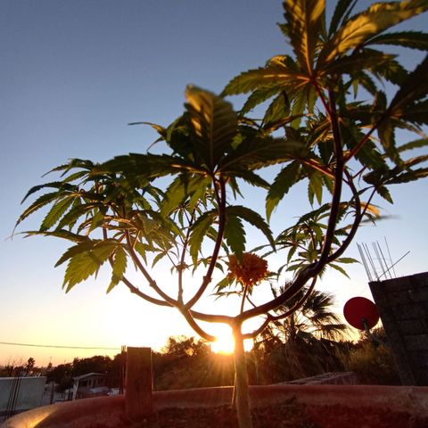 MK 1 growlog timeline photo