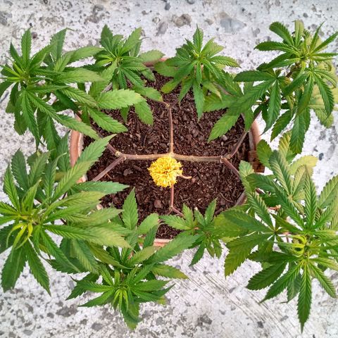 MK 1 growlog timeline photo