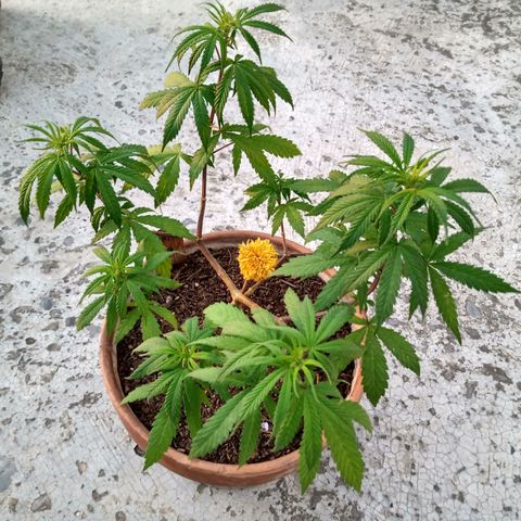 MK 1 growlog timeline photo