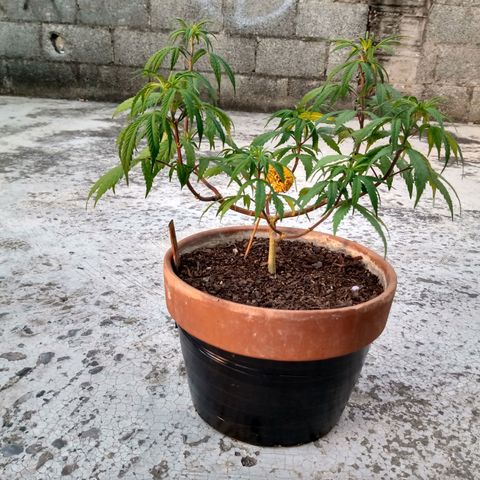 MK 1 growlog timeline photo