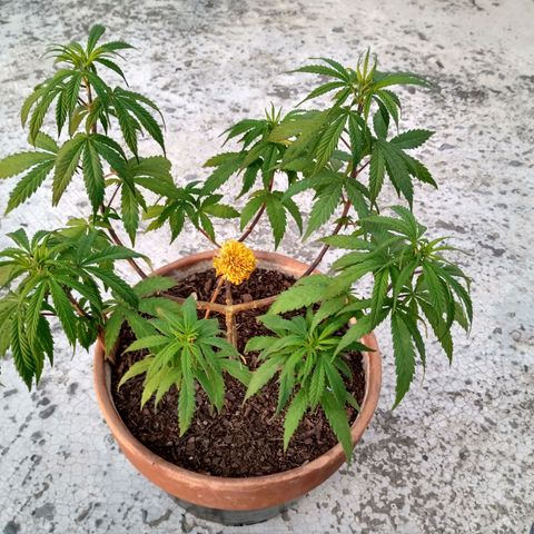 MK 1 growlog timeline photo