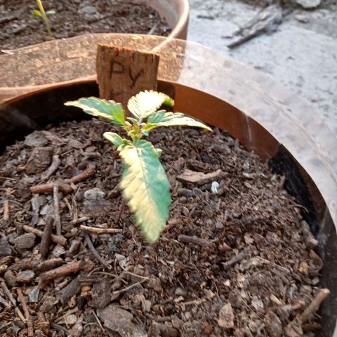 PYK  growlog timeline photo