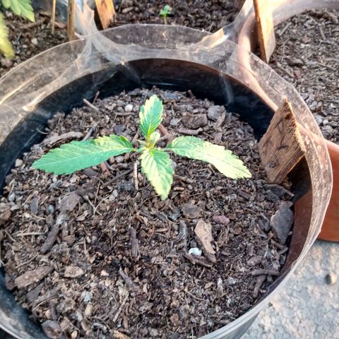 PYK  growlog timeline photo