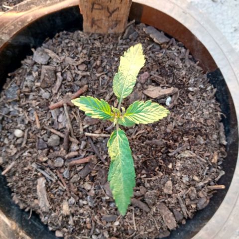 PYK  growlog timeline photo