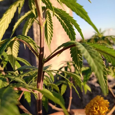 MK 1 growlog timeline photo