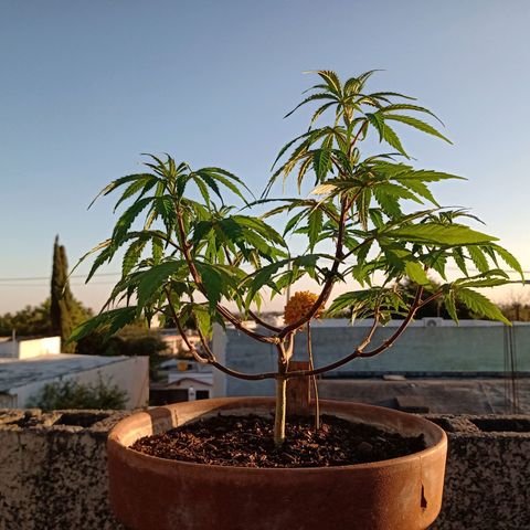 MK 1 growlog timeline photo