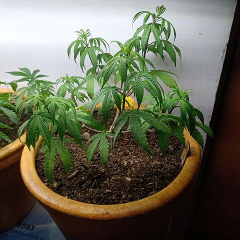 MK 1 growlog timeline photo
