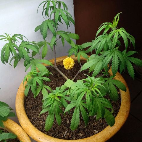 MK 1 growlog timeline photo