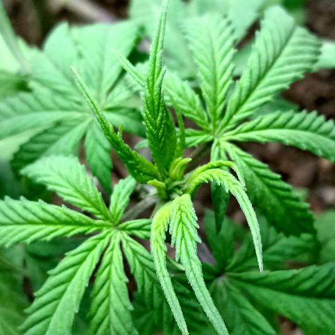 MK 1 growlog timeline photo