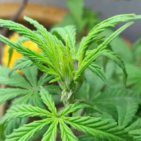 MK 1 growlog timeline photo