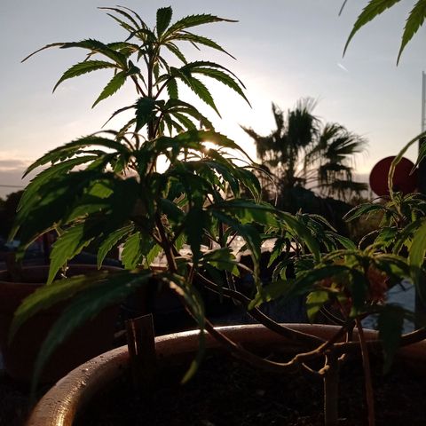 MK 1 growlog timeline photo