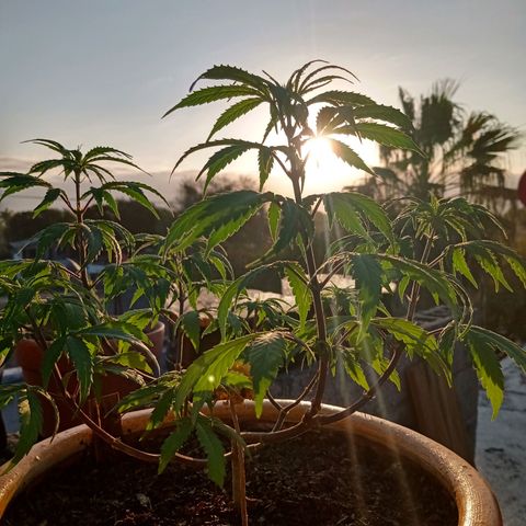 MK 1 growlog timeline photo