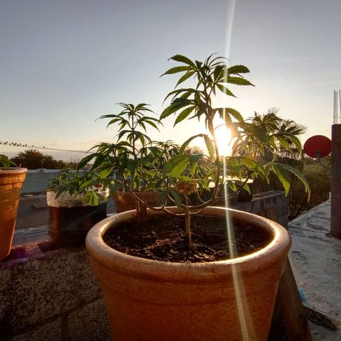 MK 1 growlog timeline photo