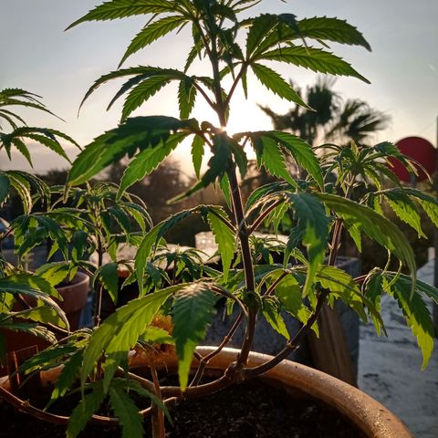 MK 1 growlog timeline photo