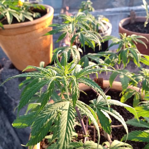 MK 1 growlog timeline photo