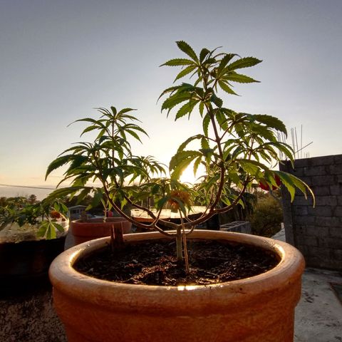 MK 1 growlog timeline photo