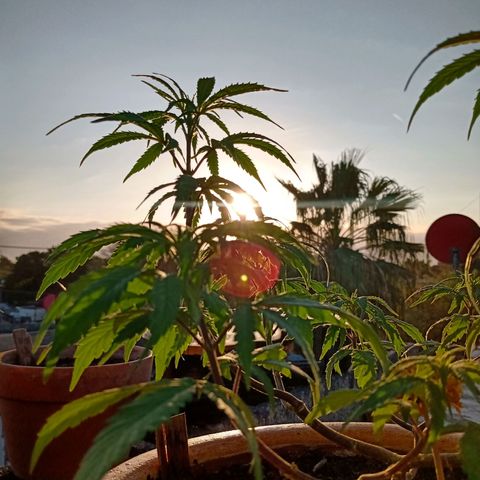 MK 1 growlog timeline photo