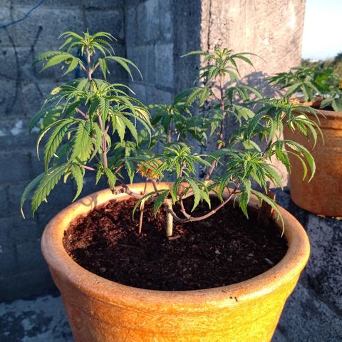 MK 1 growlog timeline photo