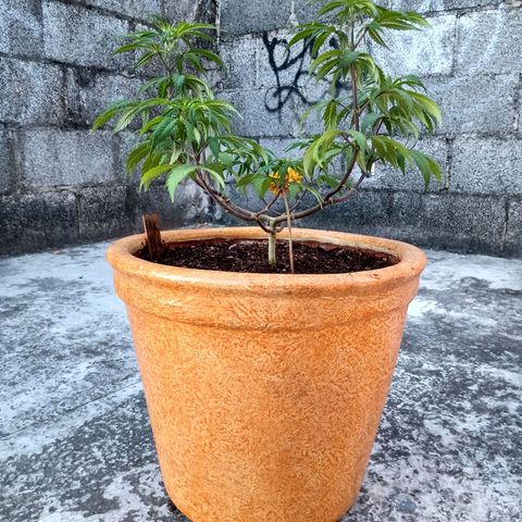 MK 1 growlog timeline photo
