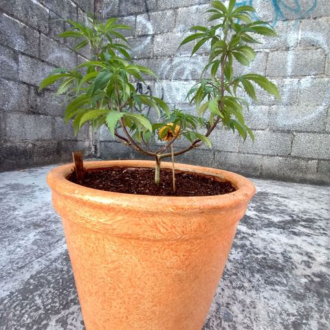 MK 1 growlog timeline photo