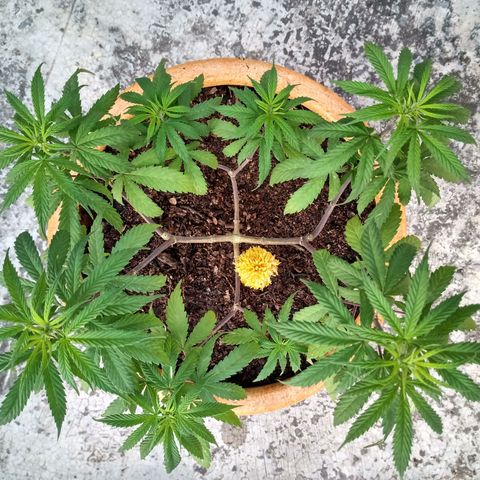 MK 1 growlog timeline photo