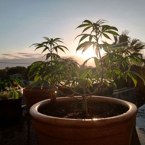 MK 1 growlog timeline photo