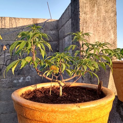 MK 1 growlog timeline photo