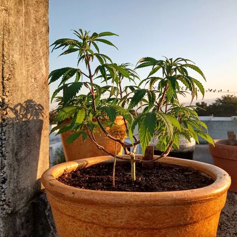 MK 1 growlog timeline photo