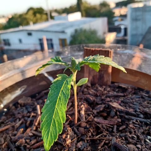PYK  growlog timeline photo