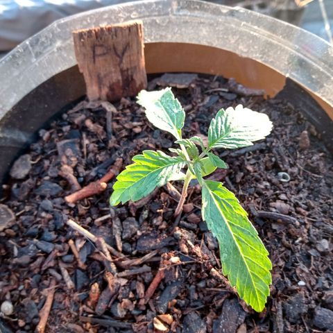 PYK  growlog timeline photo