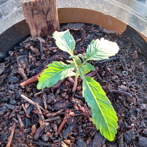 PYK  growlog timeline photo